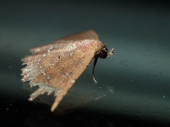 Cerynea punctilinealis