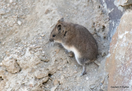 Ladakh Hamster (Urocricetus lama) — Data Deficient Mammalia