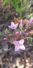 Boronia fastigiata