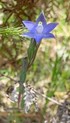 Thelymitra arenaria