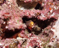 Gymnothorax melatremus