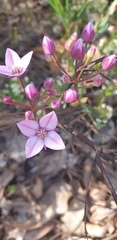 Boronia fastigiata