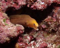Gymnothorax melatremus