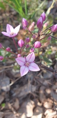 Boronia fastigiata