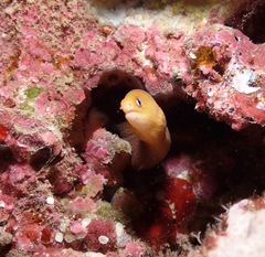 Gymnothorax melatremus