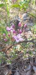 Boronia fastigiata