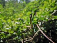 Chalcolestes viridis