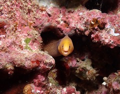 Gymnothorax melatremus