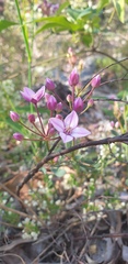 Boronia fastigiata