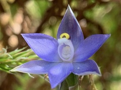 Thelymitra arenaria
