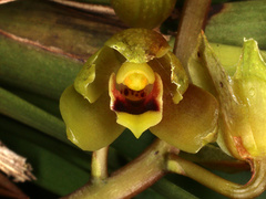 Cymbidium suave