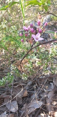 Boronia fastigiata