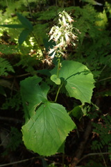 Parasenecio kamtschaticus