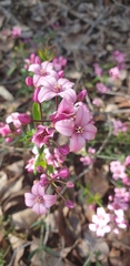 Boronia fastigiata