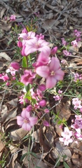 Boronia fastigiata