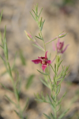 Krameria lanceolata