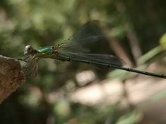 Chalcolestes viridis