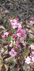 Boronia fastigiata