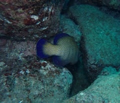 Cephalopholis argus