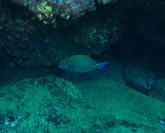 Acanthurus