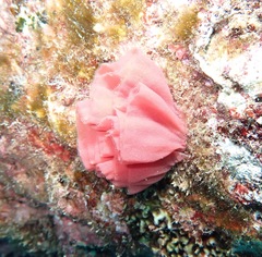 Hexabranchus