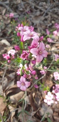 Boronia fastigiata