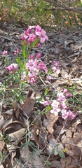 Boronia fastigiata