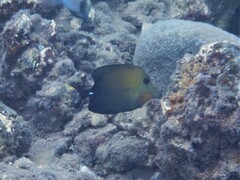 Zebrasoma scopas