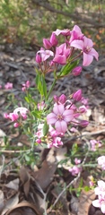 Boronia fastigiata