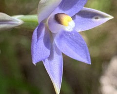 Thelymitra arenaria