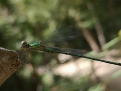 Chalcolestes viridis