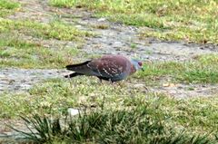 Columba guinea