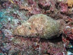 Charonia tritonis