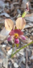 Diuris longifolia