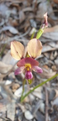 Diuris longifolia