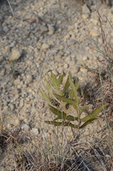 Silphium albiflorum