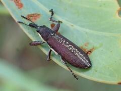 Belidae