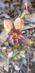 Diuris longifolia