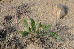 Oenothera macrocarpa