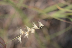 Bouteloua rigidiseta