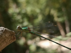 Chalcolestes viridis