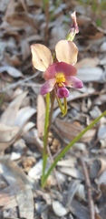 Diuris longifolia
