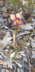 Diuris longifolia