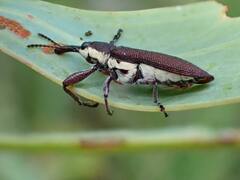 Belidae