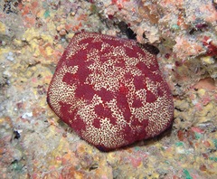 Culcita novaeguineae