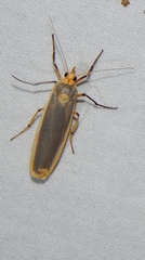 Sozusa scutellata