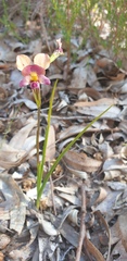 Diuris longifolia