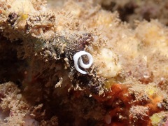 Glossodoris rufomarginata