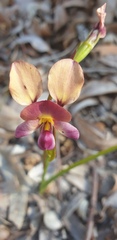 Diuris longifolia
