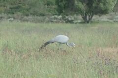 Anthropoides paradiseus